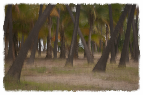 Coconut_Grove_1_Edged